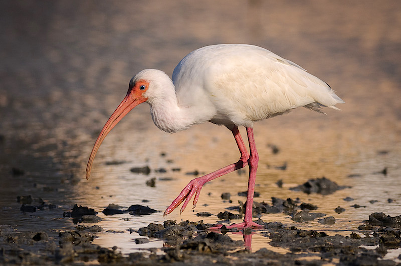 130306-WhiteIbis-Estero-D036103-Scr.jpg