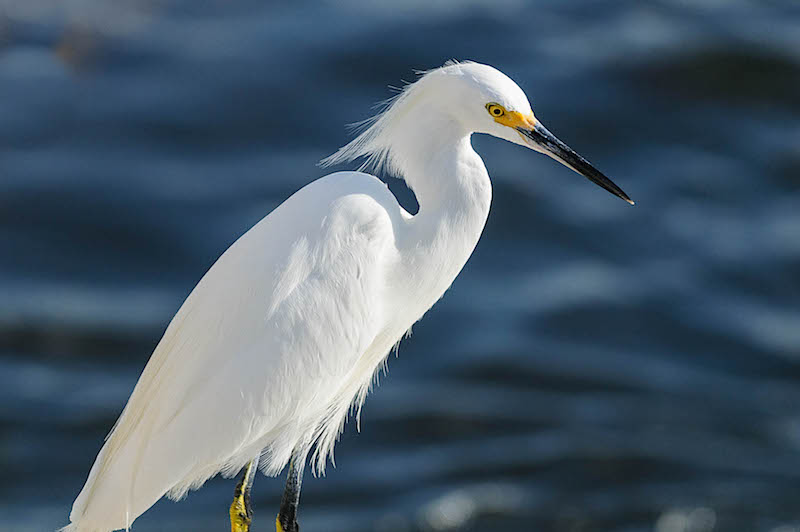 140228-Egret-DingDarling-D037218.jpg