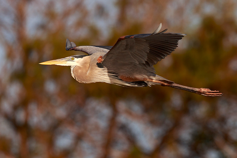 150200-GBH-inFlight-Wakodahatchee-H9A2849-Scr.jpg