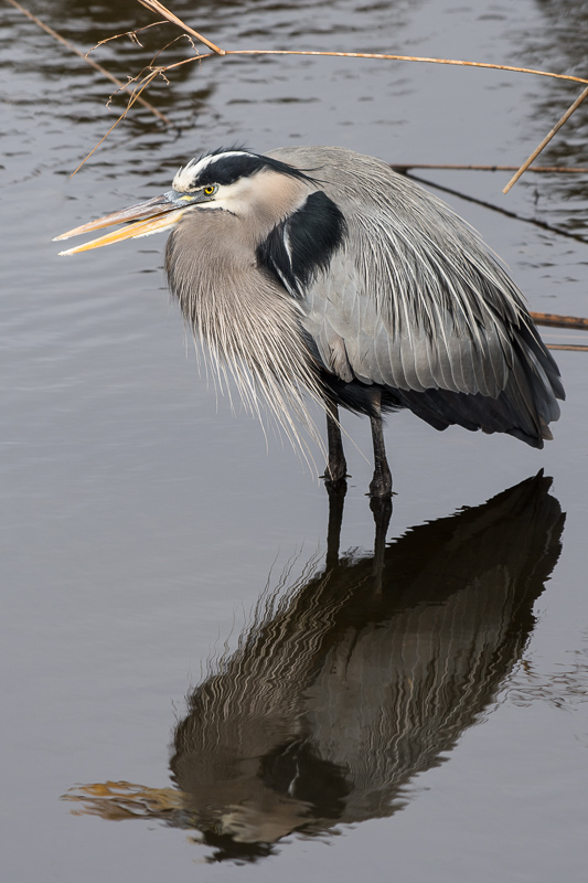 160207-GBH-Wakodahatchee-D721089-Scr.jpg