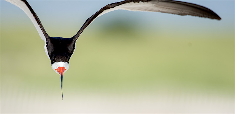 160727-Skimmer-Attack-Nickerson-D722287.jpg